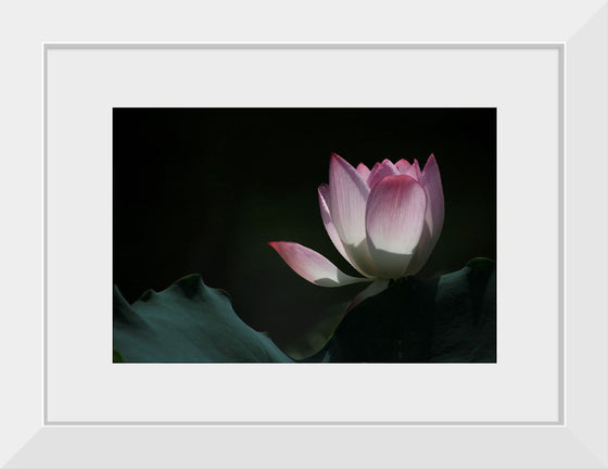 "Afternoon Lotus in Shing Mun Valley."