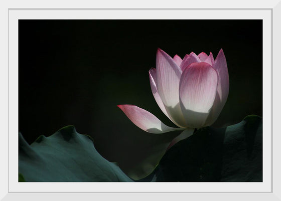 "Afternoon Lotus in Shing Mun Valley."