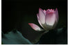 "Afternoon Lotus in Shing Mun Valley."