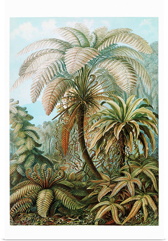 "Jungle Ferns"