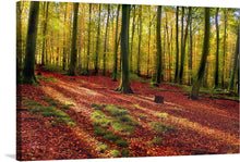  "Forest of Trees in Autumn"