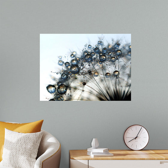 "Close Up of a Dewy Dandelion"