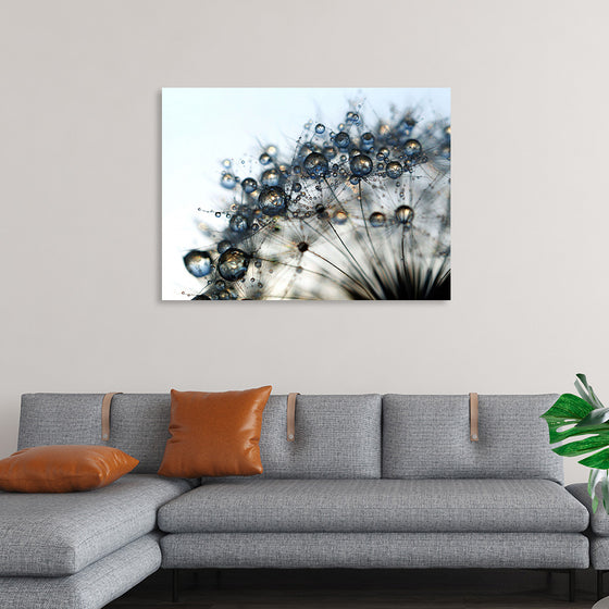 "Close Up of a Dewy Dandelion"