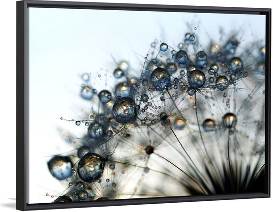 "Close Up of a Dewy Dandelion"