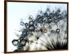 "Close Up of a Dewy Dandelion"