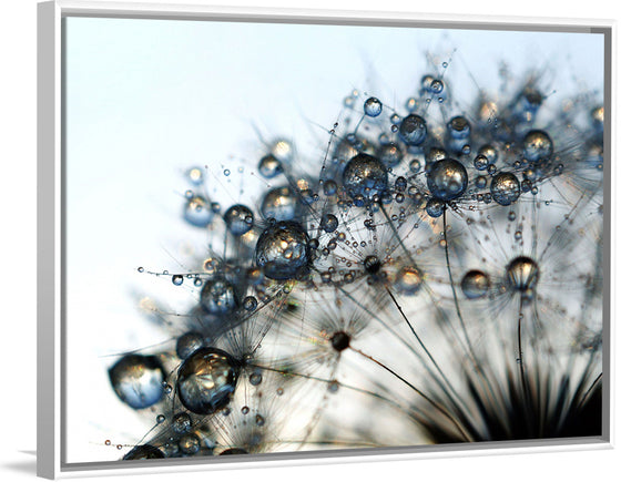 "Close Up of a Dewy Dandelion"