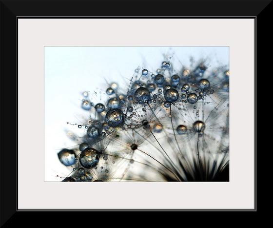 "Close Up of a Dewy Dandelion"