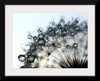 "Close Up of a Dewy Dandelion"