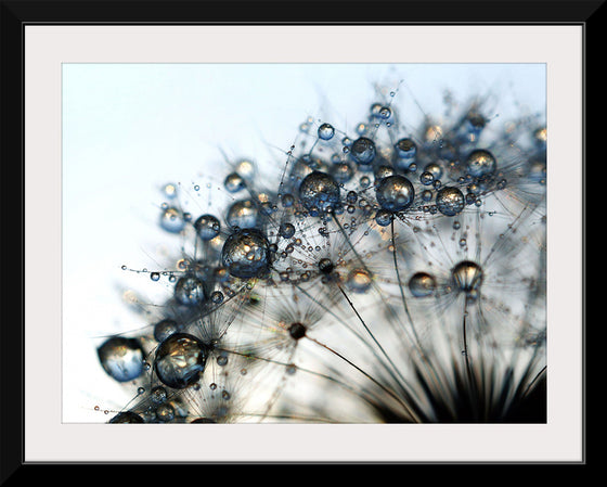 "Close Up of a Dewy Dandelion"