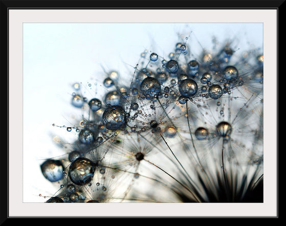 "Close Up of a Dewy Dandelion"