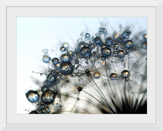 "Close Up of a Dewy Dandelion"