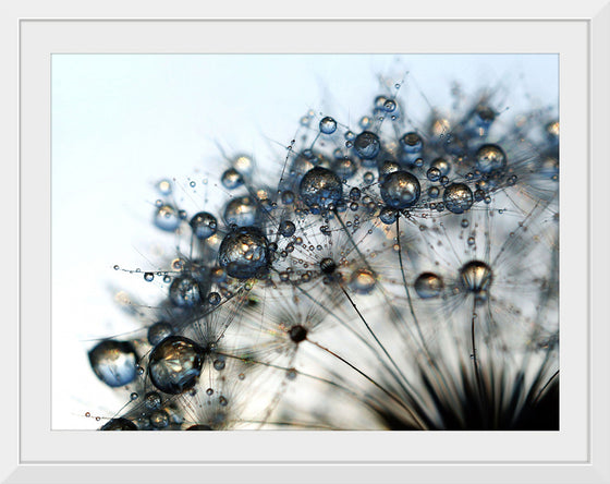 "Close Up of a Dewy Dandelion"