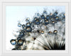 "Close Up of a Dewy Dandelion"