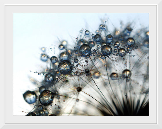 "Close Up of a Dewy Dandelion"