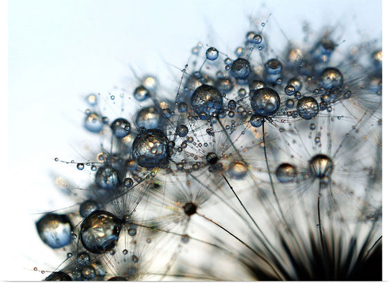 "Close Up of a Dewy Dandelion"