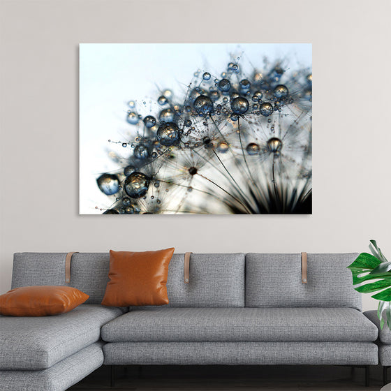 "Close Up of a Dewy Dandelion"