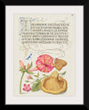 "Vintage Art Calligraphy Flowers", Georg Bocskay and Joris Hoefnagel