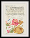 "Vintage Art Calligraphy Flowers", Georg Bocskay and Joris Hoefnagel