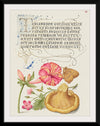 "Vintage Art Calligraphy Flowers", Georg Bocskay and Joris Hoefnagel