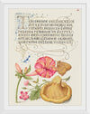 "Vintage Art Calligraphy Flowers", Georg Bocskay and Joris Hoefnagel