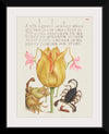 "Vintage Art Calligraphy Flowers", Georg Bocskay and Joris Hoefnagel