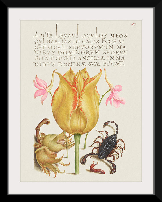 "Vintage Art Calligraphy Flowers", Georg Bocskay and Joris Hoefnagel