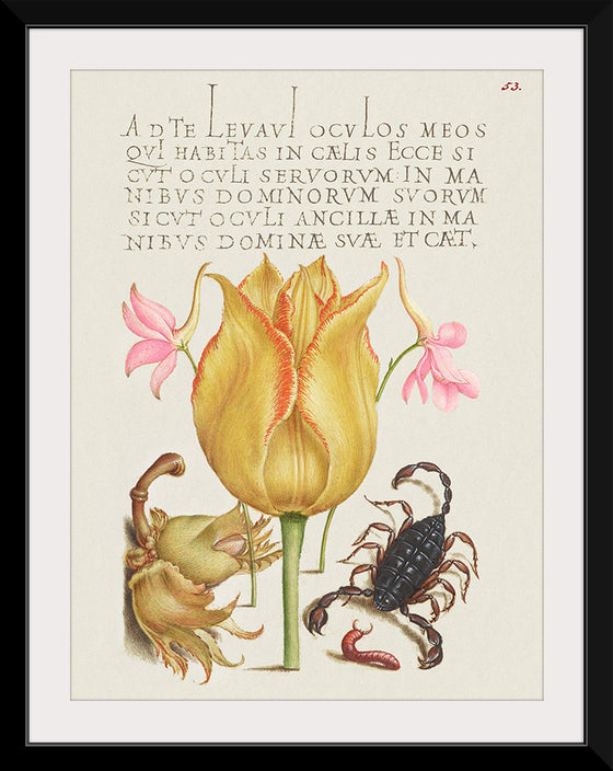 "Vintage Art Calligraphy Flowers", Georg Bocskay and Joris Hoefnagel