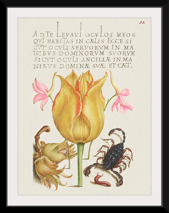 "Vintage Art Calligraphy Flowers", Georg Bocskay and Joris Hoefnagel