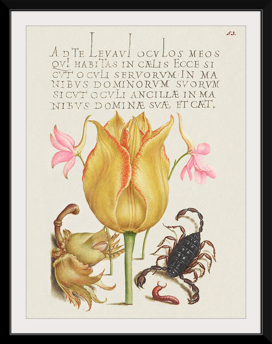 "Vintage Art Calligraphy Flowers", Georg Bocskay and Joris Hoefnagel