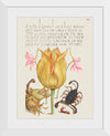 "Vintage Art Calligraphy Flowers", Georg Bocskay and Joris Hoefnagel