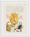 "Vintage Art Calligraphy Flowers", Georg Bocskay and Joris Hoefnagel