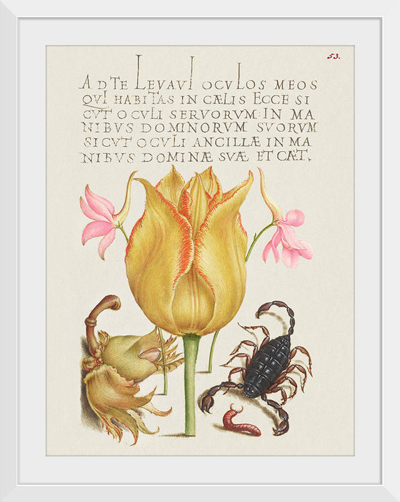 "Vintage Art Calligraphy Flowers", Georg Bocskay and Joris Hoefnagel