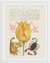 "Vintage Art Calligraphy Flowers", Georg Bocskay and Joris Hoefnagel