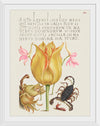 "Vintage Art Calligraphy Flowers", Georg Bocskay and Joris Hoefnagel