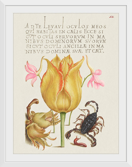 "Vintage Art Calligraphy Flowers", Georg Bocskay and Joris Hoefnagel