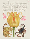 "Vintage Art Calligraphy Flowers", Georg Bocskay and Joris Hoefnagel