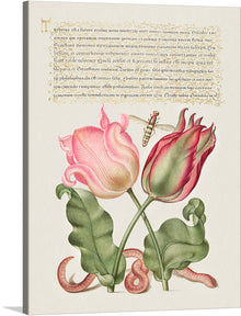  Immerse yourself in the enchanting world of botanical art with this exquisite print. Every detail, from the tender blush of the blooming flowers to the intricate wings of a hovering bee, is captured with an artist’s precision and love for nature. The elegant script that graces the top adds a touch of classical beauty, making this artwork not just a visual delight but also a piece rich in historical charm. 