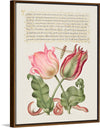 "Vintage Art Calligraphy Flowers", Georg Bocskay and Joris Hoefnagel