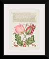 "Vintage Art Calligraphy Flowers", Georg Bocskay and Joris Hoefnagel