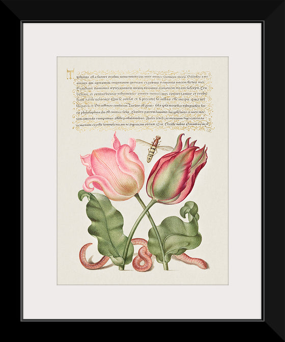 "Vintage Art Calligraphy Flowers", Georg Bocskay and Joris Hoefnagel