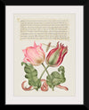 "Vintage Art Calligraphy Flowers", Georg Bocskay and Joris Hoefnagel