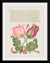 "Vintage Art Calligraphy Flowers", Georg Bocskay and Joris Hoefnagel