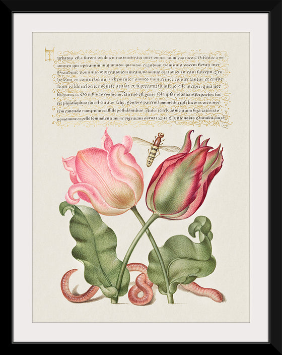 "Vintage Art Calligraphy Flowers", Georg Bocskay and Joris Hoefnagel