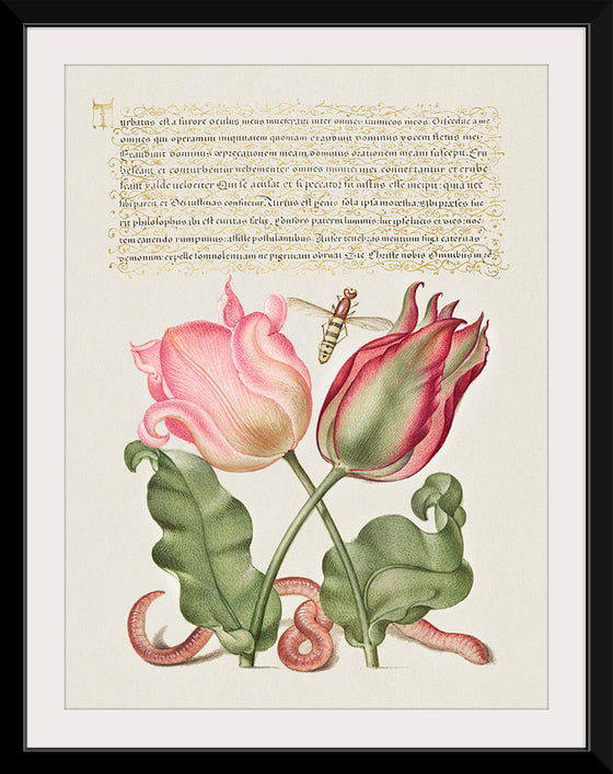 "Vintage Art Calligraphy Flowers", Georg Bocskay and Joris Hoefnagel