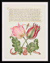 "Vintage Art Calligraphy Flowers", Georg Bocskay and Joris Hoefnagel