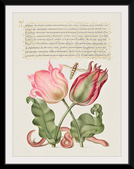 "Vintage Art Calligraphy Flowers", Georg Bocskay and Joris Hoefnagel