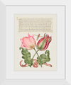 "Vintage Art Calligraphy Flowers", Georg Bocskay and Joris Hoefnagel