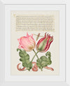 "Vintage Art Calligraphy Flowers", Georg Bocskay and Joris Hoefnagel