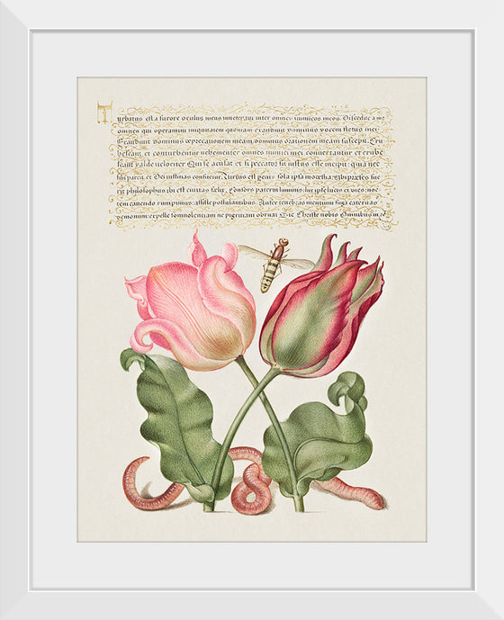 "Vintage Art Calligraphy Flowers", Georg Bocskay and Joris Hoefnagel