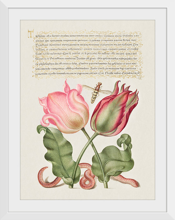 "Vintage Art Calligraphy Flowers", Georg Bocskay and Joris Hoefnagel